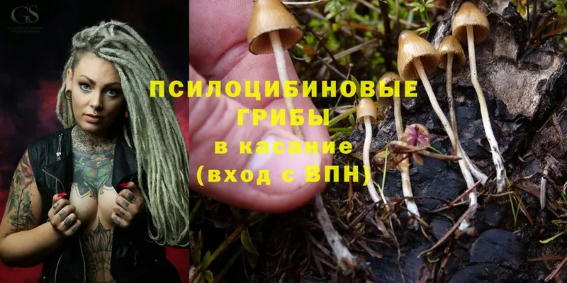 Галлюциногенные грибы Psilocybine cubensis  где найти   Анива 